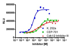 Eurofins Discoverx InCELL Hunter HEK 293 CLK1 Kinase Binding Cell Line,