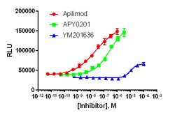 Eurofins Discoverx InCELL Hunter HEK 293 PIKFYVE Kinase Binding Cell Line,