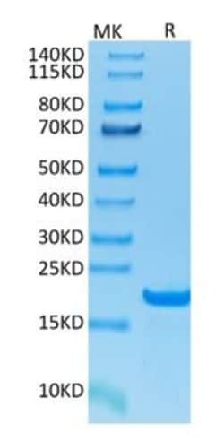 Genscript Corporation CD20, His & Avi, Human, Quantity: Each of 1