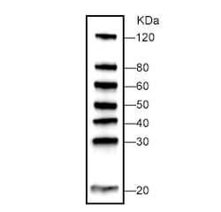 Genscript Corporation WB-MASTER Protein Standard, Quantity: Each of 1