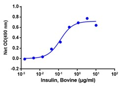 Genscript Corporation Insulin, Bovine, Quantity: Each of 1