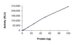 Sino Biological&nbsp;Recombinant Human AAK1 Protein (GST Tag), Active