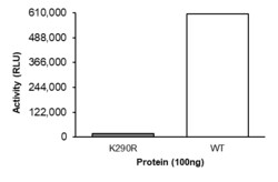 Sino Biological&nbsp;Recombinant Human c-Abl/ABL1 Protein (K290R, His Tag)