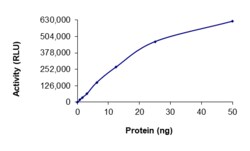 Sino Biological&nbsp;Recombinant Human AKT1 Protein (Full Length, His Tag), Active
