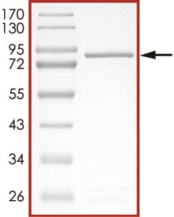 Sino Biological&nbsp;Recombinant Human AKT2 Protein (Full Length, GST Tag)
