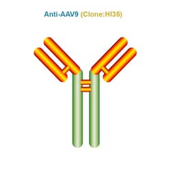 HUMIMMU LLC ANTI AAV9 ANTIBODY CLONE HI35, Quantity: Each of 1