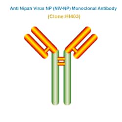 HUMIMMU LLC Anti NiV-NP Monoclonal Antibody