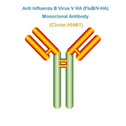 HUMIMMU LLC Anti FluB/V-HA Antibody