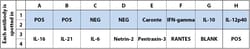 Raybiotech Inc C-Series Gallus (Chicken) Cytokine Array C1 Kit.