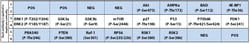 Raybiotech Inc C-Series Human and Mouse AKT Pathway Phosphorylation Array