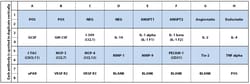 Raybiotech Inc C-Series Human Angiogenesis Antibody Array 2 Kit.