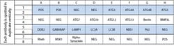 Raybiotech Inc C-Series Human Autophagy Array 1 Kit., Quantity: Each of