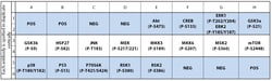 Raybiotech Inc C-Series Human/Mouse MAPK Phosphorylation Antibody Array