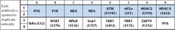 Raybiotech Inc C-Series Human NF-kB Pathway Phosphorylation Array 1 Kit.,