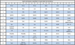 Raybiotech Inc C-Series Human Receptor Tyrosine Kinase Phosphorylation