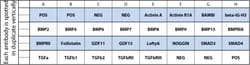 Raybiotech Inc C-Series Human TGF beta Array C2 Kit.