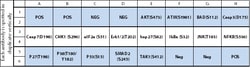 Raybiotech Inc C-Series Mouse Apoptosis Antibody Array 1 Kit.