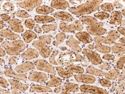 Sino Biological AAMP Antibody, Rabbit PAb, Antigen Affinity Purified 100µL,
