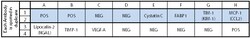 Raybiotech Inc C-Series Rat Acute Kidney Injury Antibody Array 1 Kit.,