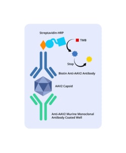 XpressBio AAV2 ELISA Assay, 96 wells, Quantity: Pack of 1
