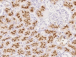 Sino Biological ACE2 Antibody, Rabbit PAb, Antigen Affinity Purified 100uL,