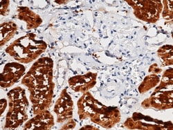 Sino Biological Human ACY1 MAb 100ul (Sino Biological), Quantity: Each