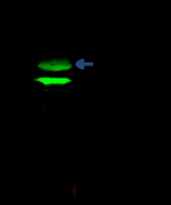 Sino Biological ADA / Adenosine deaminase Antibody, Rabbit PAb, Antigen