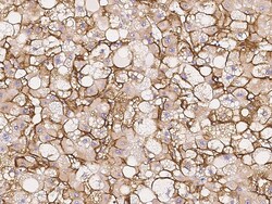 Sino Biological Anti-ADRB2 Antibody, Rabbit Polyclonal, Quantity: Each