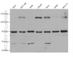 AEG-1/MTDH Mouse, anti-Human, Clone: 1D8C2, Proteintech:Anticuerpos:Anticuerpos