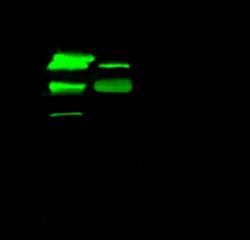 Sino Biological AFP / alpha-fetoprotein Antibody, Rabbit PAb, Antigen Affinity