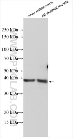 AGMAT Rabbit, anti-Human, Polyclonal, Proteintech:Antibodies:Primary Antibodies