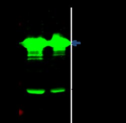 Sino Biological IBA1 / AIF1 Antibody, Rabbit MAb 100uL, Quantity: Each