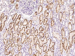 Sino Biological Anti-AIF1L Antibody, Rabbit Polyclonal, Quantity: Each
