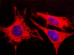 Sino Biological AK4 / Adenylate Kinase 4 / AK3L1 Antibody, Rabbit MAb 100µL,