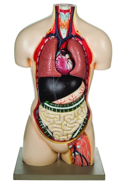 Eisco™ Torso Model without Head