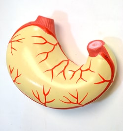 Eisco&trade;&nbsp;Torso Model without Head