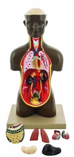 Eisco Model Human Torso half size with Head African - 9 Parts 9.8 x 7.1 x 17.7 in. (25 x 18 x 45 cm) | Buy Online | Eisco&trade; | Fisher Scientific