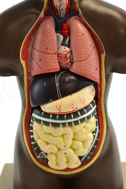 Eisco Model Human Torso half size with Head African - 9 Parts 9.8 x 7.1 x 17.7 in. (25 x 18 x 45 cm) | Buy Online | Eisco&trade; | Fisher Scientific