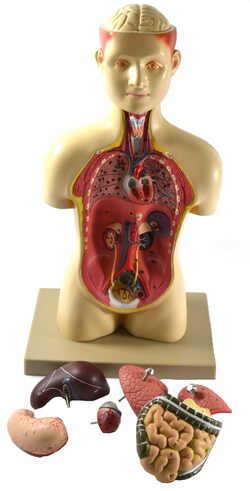 Eisco&trade;&nbsp;Torso Half Size with Head - 7 Parts