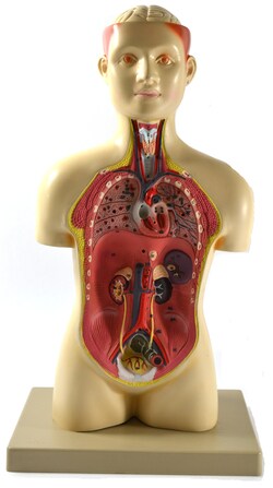 Eisco&trade;&nbsp;Torso Half Size with Head - 7 Parts