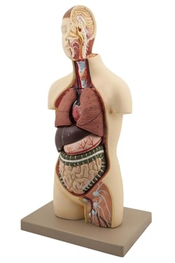 Eisco™ Half Size Youth Torso Anatomical Model with Head
