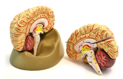 Eisco™ Human Brain Model with Arteries