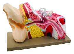 Eisco™ Human Ear Models, 5 Times Enlarged
