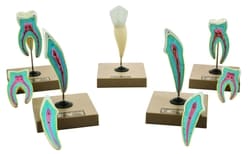 Eisco™ Human Teeth Model