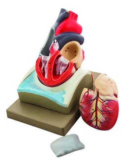 Eisco™ Human Heart on Diaphragm Model
