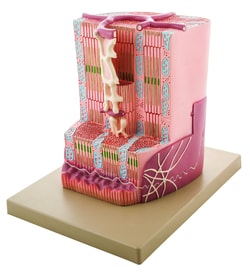 Eisco™ Human Heart Muscle Model