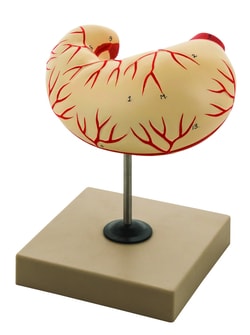 Eisco™ Model Human Stomach - 2 Parts