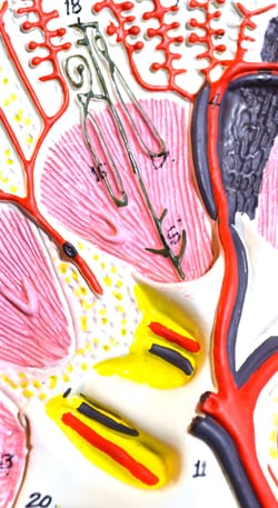 Eisco&trade;&nbsp;Kidney Section 3X Life Size