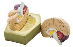 Eisco™ Human Brain Model