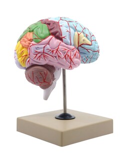 Eisco&trade;&nbsp;Functioning of the Human Brain Model
